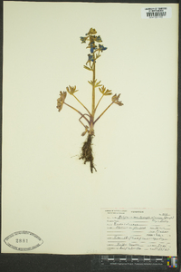 Delphinium scopulorum image