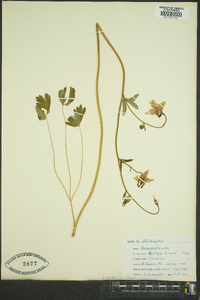 Aquilegia formosa image