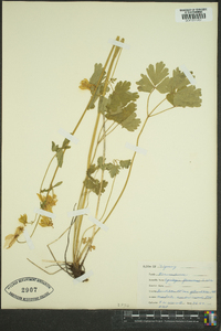 Aquilegia flavescens image