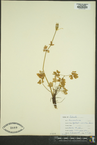 Aquilegia coerulea image