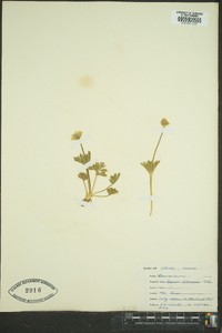 Anemone tetonensis image