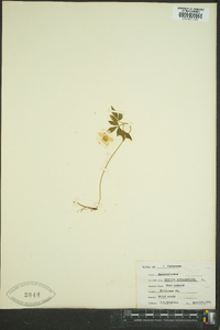 Anemone quinquefolia image