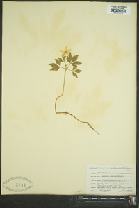 Anemone quinquefolia image