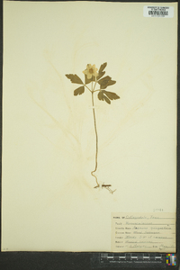 Anemone quinquefolia image