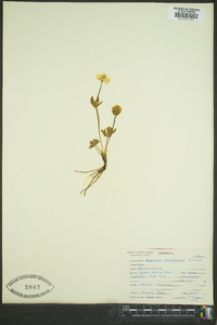 Ranunculus eschscholtzii image