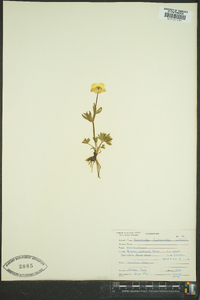 Ranunculus eschscholtzii image