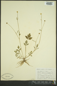 Ranunculus carolinianus image