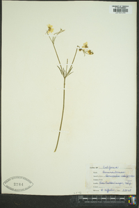 Ranunculus californicus image