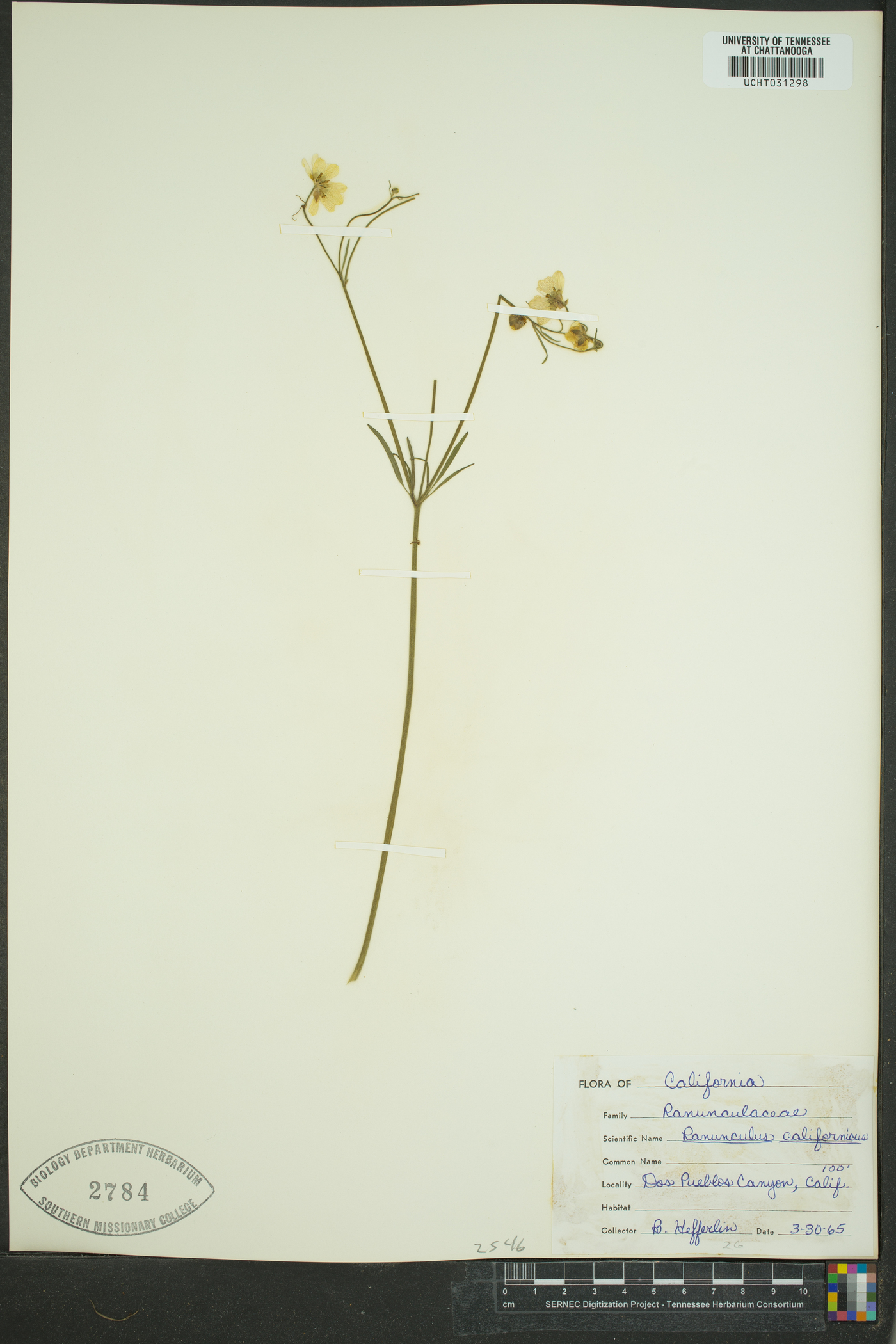 Ranunculus californicus image