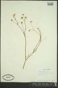 Ranunculus californicus image