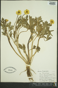 Ranunculus bulbosus image