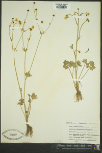 Ranunculus bulbosus image