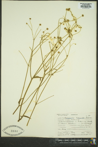 Ranunculus bongardii image