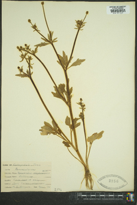 Ranunculus allegheniensis image