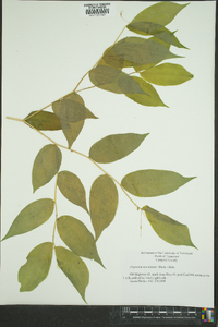 Disporum maculatum image