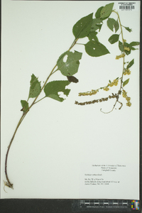 Solidago sphacelata image