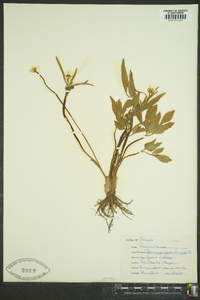 Ranunculus septentrionalis image