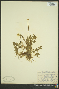 Ranunculus sceleratus image