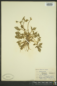 Ranunculus sceleratus image