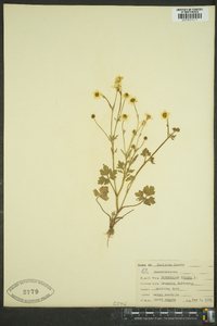 Ranunculus repens image