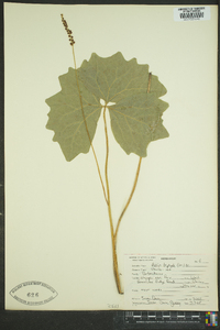 Achlys triphylla image