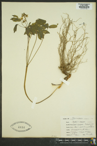 Caulophyllum thalictroides image