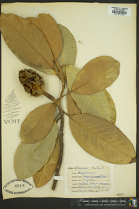 Magnolia grandiflora image