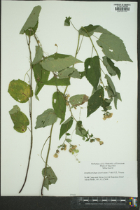 Symphyotrichum subulatum image