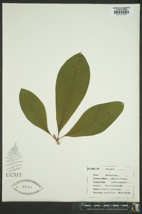 Magnolia tripetala image