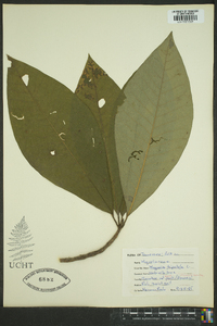 Magnolia tripetala image