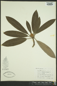 Magnolia virginiana image