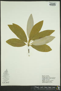 Magnolia virginiana image