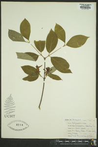 Calycanthus floridus image