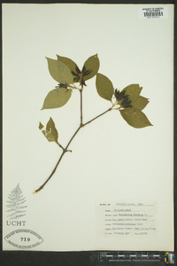 Calycanthus floridus image