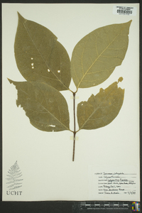 Calycanthus floridus image