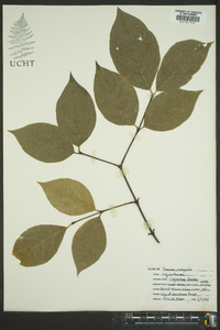 Calycanthus floridus image