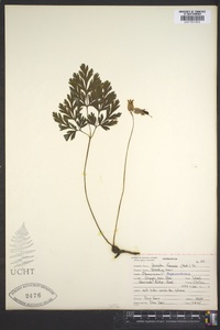 Dicentra formosa image