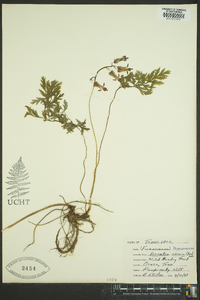 Dicentra eximia image