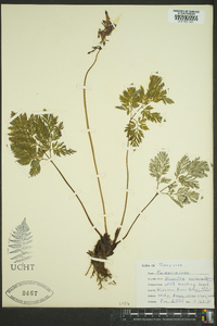 Dicentra eximia image