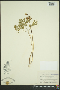 Dicentra canadensis image