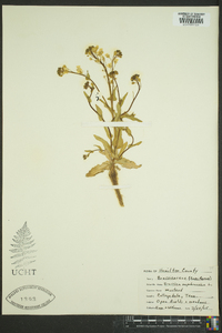 Brassica napobrassica image