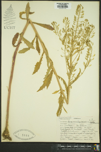 Image of Roripa curvisiliqua