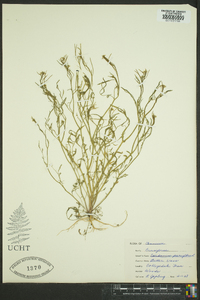 Cardamine parviflora image