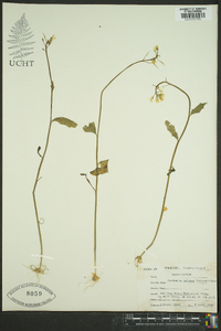 Cardamine bulbosa image