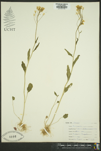 Cardamine bulbosa image