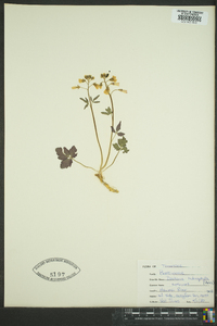 Cardamine angustata image