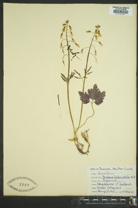 Cardamine angustata image