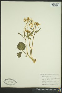 Cardamine angustata image