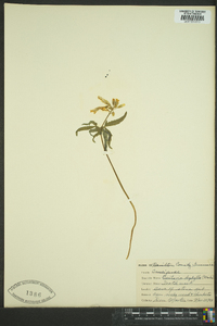 Cardamine diphylla image