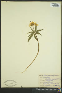 Cardamine diphylla image